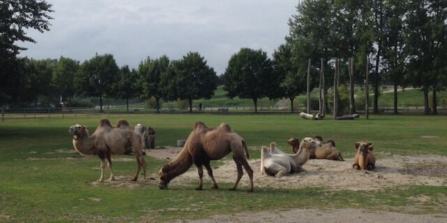Kamele auf dem Mundenhof in Freiburg